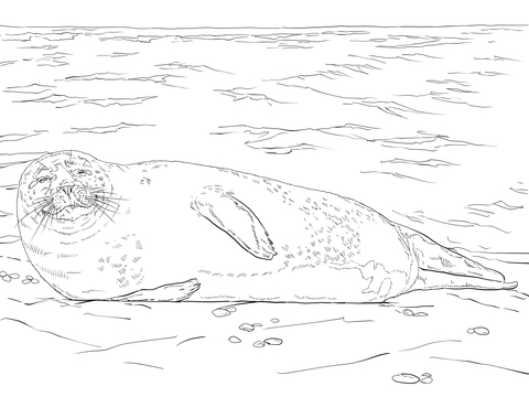 Harbor Seal Lying On The Beach Coloring Page